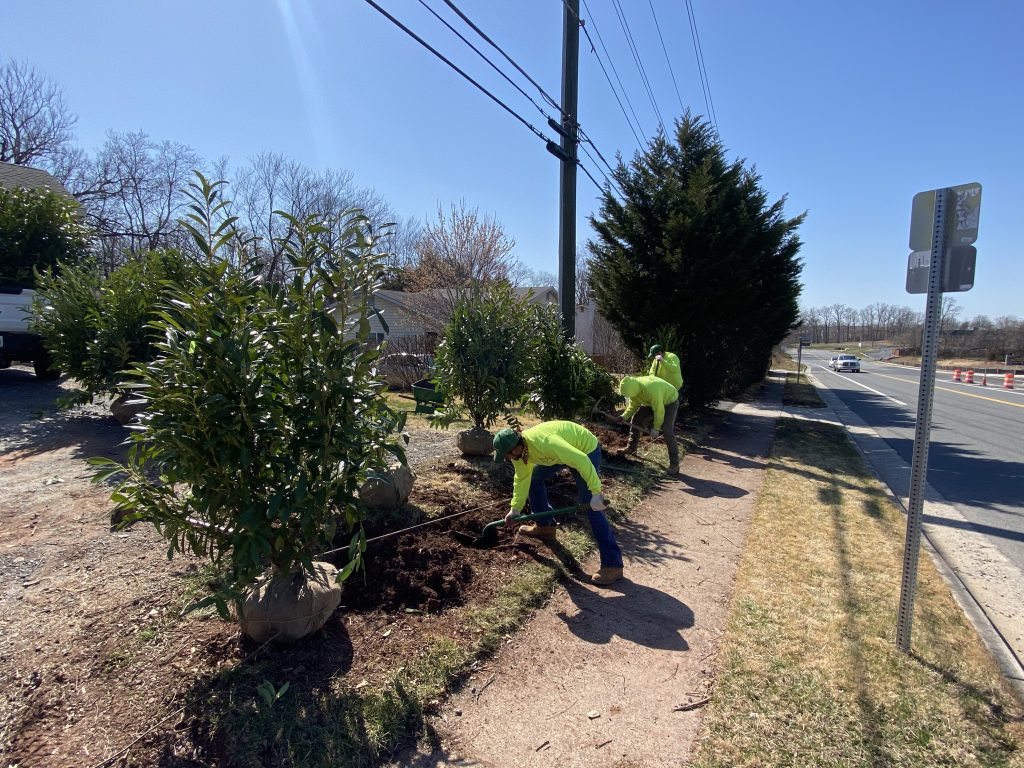 Tree Installation - BLS Pro Landscaping Services